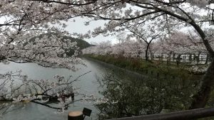 お花見🌸気分・・・