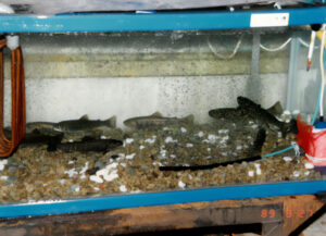 処理水にて「イワナ」を飼育